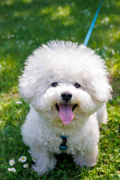 istock Bichon Frise dog in the park on sunny day. 1782269601