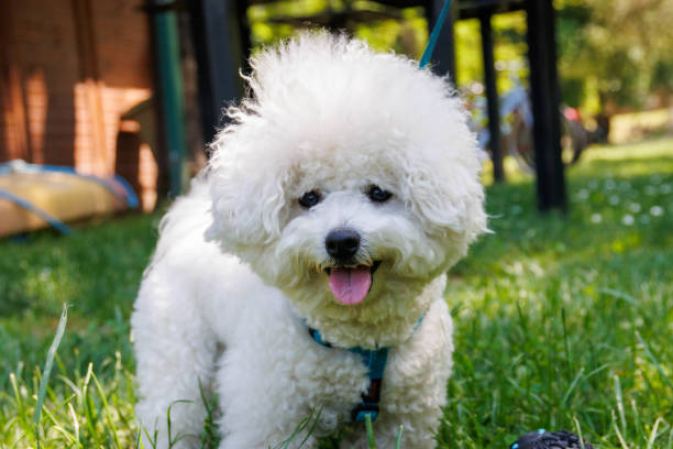 istock Bichon Frise dog in the park on sunny day. 1782269957