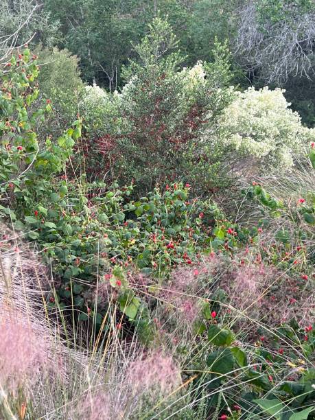 istock Nature trail with Fall grasses in Seabrook, Texas USA 1782282829