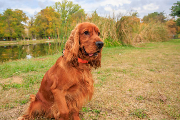 istock Red cocker spaniel dog on the green grass in the park 1782290062