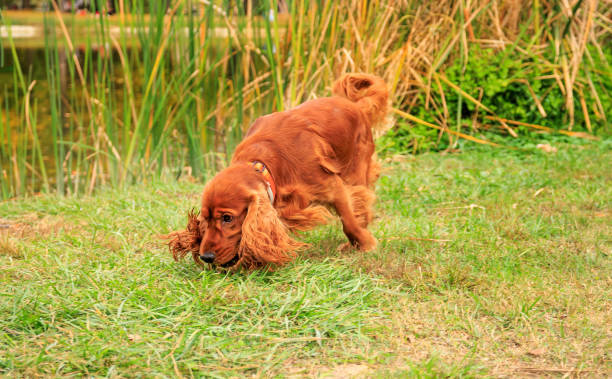 istock Red cocker spaniel dog on the green grass in the park 1782290576