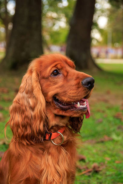 istock Red cocker spaniel dog on the green grass in the park 1782290583