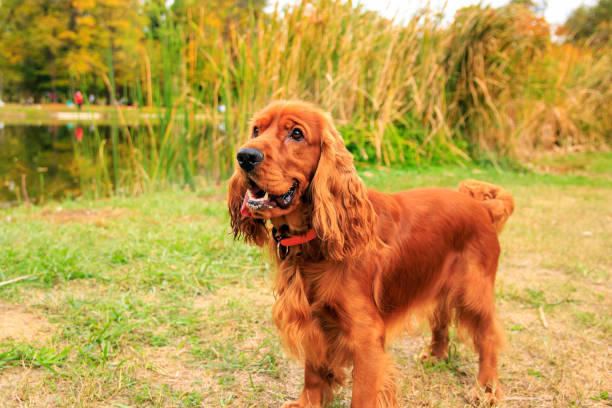 istock Red cocker spaniel dog on the green grass in the park 1782290587