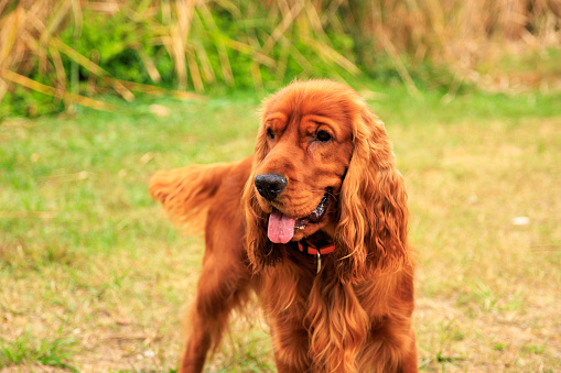 A cocker spaniel licks it's lips sitting next to a large bone in front of a large hole