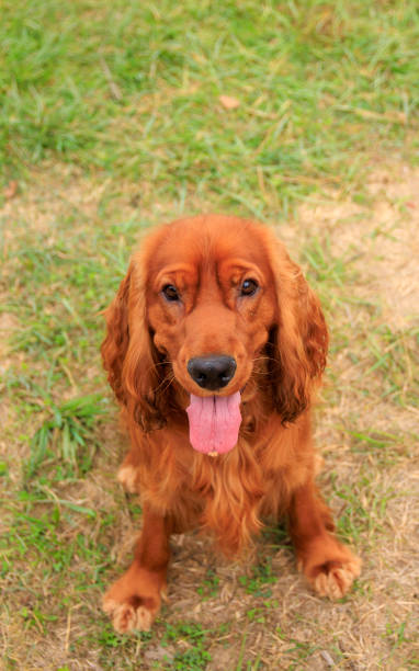 istock Red cocker spaniel dog on the green grass in the park 1782291144