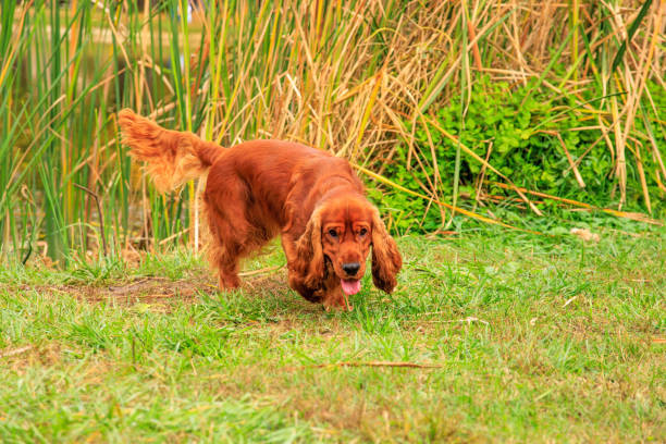 Red cocker spaniel dog on the green grass in the park