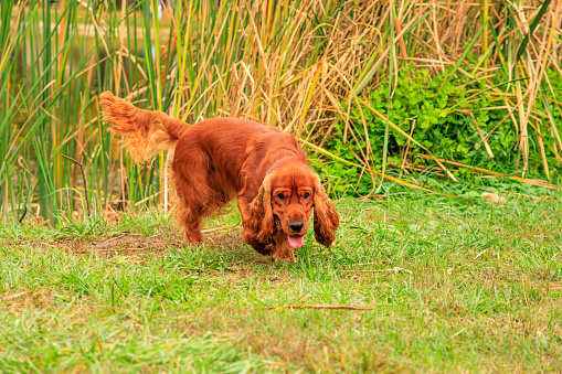 Cocker Spaniels are dogs belonging to two breeds of the spaniel dog type: the American Cocker Spaniel and the English Cocker Spaniel, both of which are commonly called simply Cocker Spaniel in their countries of origin.