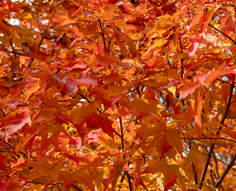 Close up of autumn leaves red and orange tree
