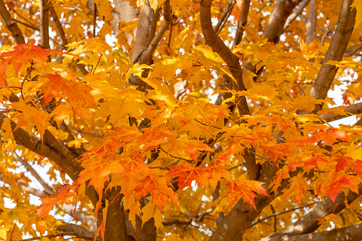 The glorious colors of autumn in a single branch against blue sky