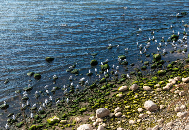 Two Young Seagulls Perching On Sea Rock