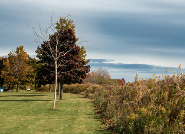 istock Autumn trees in the park October 1782295624