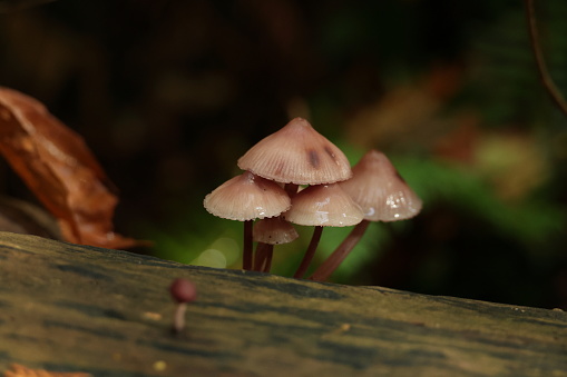 A cluster of mushrooms grows on decaying bark in a West Coast forest.