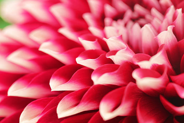 abstract photo of pink dahlia flower  closeup(macro). stock photo