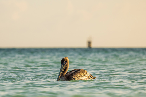 Close-up view of pelican swimming in crystal-clear blue waters of Caribbean Sea off coast of Aruba island.