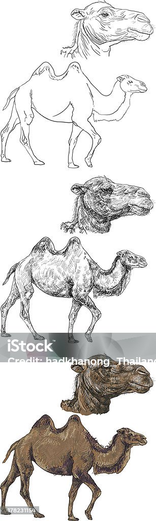 wielbłąd - Grafika wektorowa royalty-free (Baktrian)