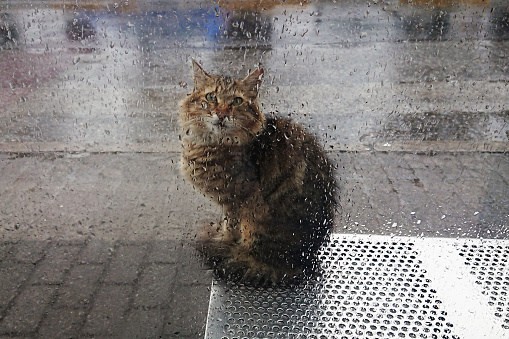 Street cat on a metal bus stop bench looking through the rain-wet glass.