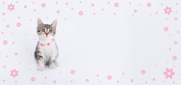 Portrait of kitten against a light background. Pet shop. Tiny Kitten looks at the camera. Pet care concept. Copy space. Cute funny home pets. Valentine's Day. Love concept. Frame of pink flowers