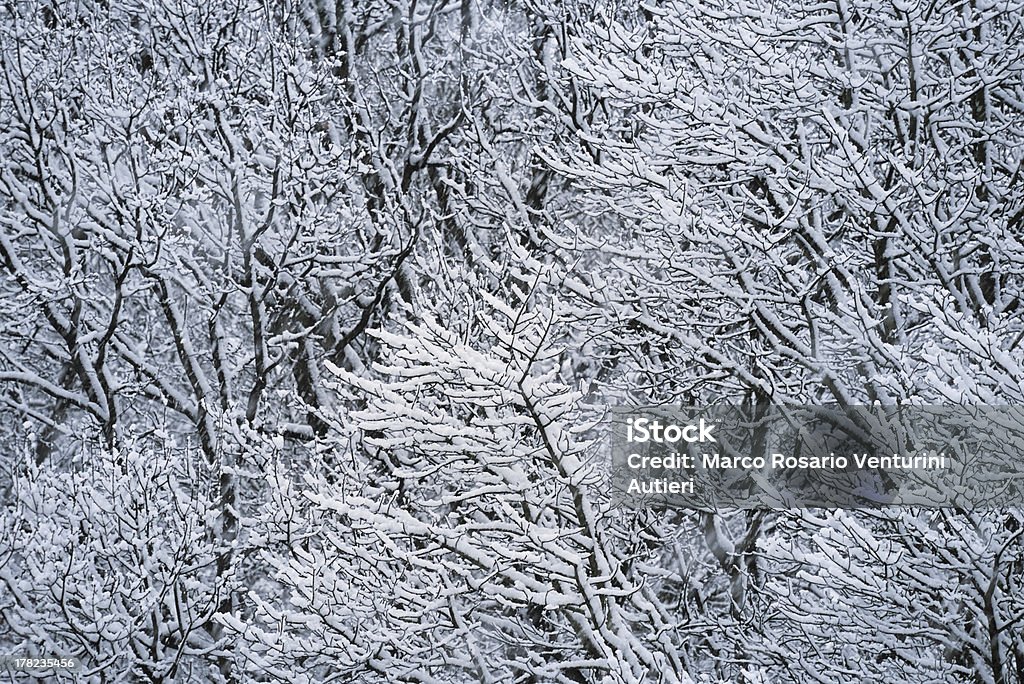 Snow falling on expuesto de nevadas árboles - Foto de stock de Abstracto libre de derechos