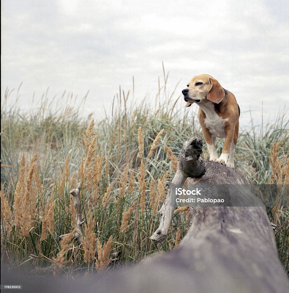 Beagle sull'albero - Foto stock royalty-free di Adulto in età matura
