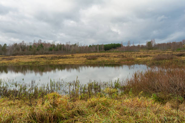 istock A field with withered, bent grass is flooded with water after rains. Shrubs and forest without foliage. Sky with large rain clouds. Gloomy autumn landscape 1782379123