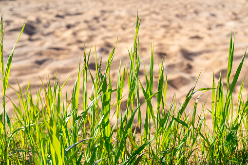 Green grass on a background of dry sand. Natural natural background.