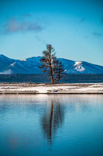 A lone tree and its reflection in the Yellowstone Lake against the snow capped mountains