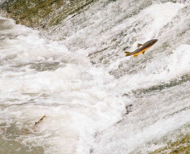 istock Big carp jumping in the river 1782394664