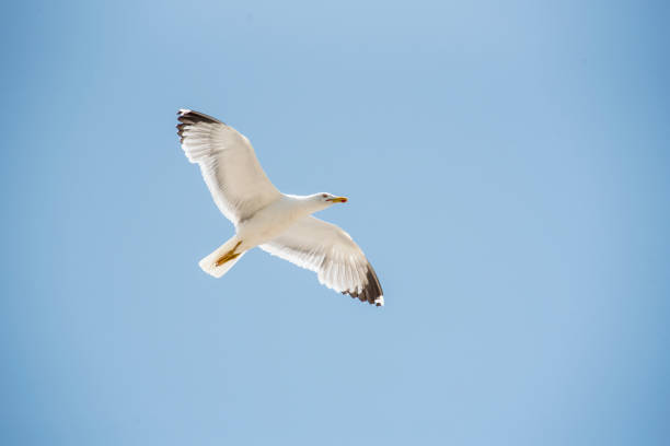 istock Seagull flying in a wonderful blue sky 1782396853