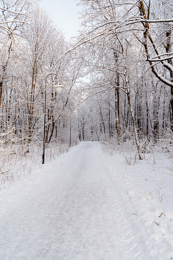 Winter landscape in the forest. A snow-covered grove for walking, a well-trodden path in the park. A walk through the winter forest, frost and shimmer. High quality photo