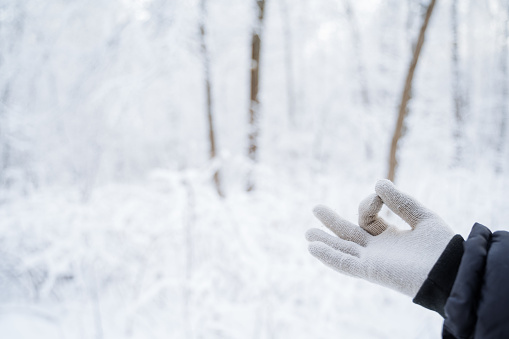 Hands in gloves against the background of the winter forest. winter is coming. A walk in a snowy white grove. Frosty wind, frozen hands. High quality photo