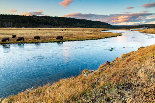 dramatic autumn sunset take in Firehole River with bisons grazing in the Lower Geyser basin in Yellowstone National Park in Wyoming