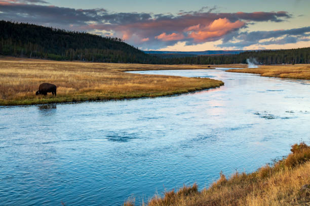 espectacular puesta de sol otoñal en el río firehole con bisontes pastando en la cuenca del géiser inferior en el parque nacional de yellowstone en wyoming - río firehole fotografías e imágenes de stock