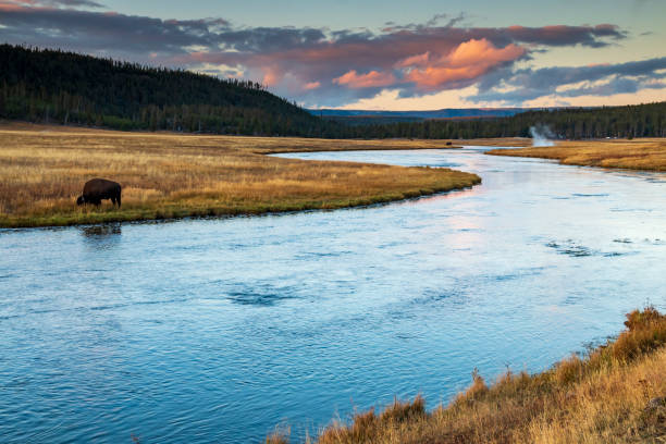 와이오밍주 옐로스톤 국립공원(yellowstone national park)의 로어 간헐천(lower geyser) 분지에서 풀을 뜯는 들소와 함께 파이어홀 강(firehole river)에서 극적인 가을 일몰을 감상하세요. - firehole river 뉴스 사진 이미지