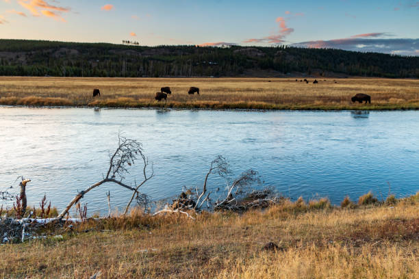 istock dramatic autumn sunset take in Firehole River with bisons grazing in the Lower Geyser basin in Yellowstone National Park in Wyoming 1782406301