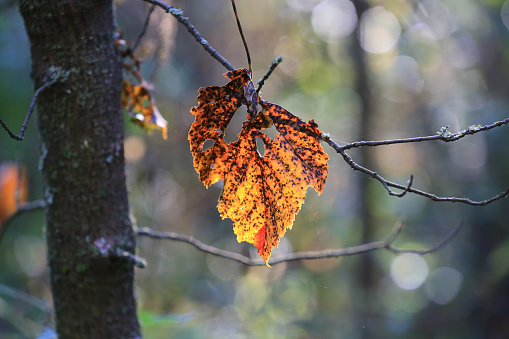 alone autumn leaf on tree twig in forest