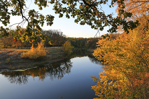 autumn quiet landcape with golden trees over river in forest