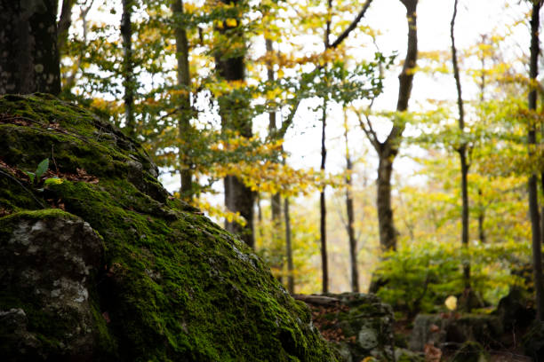 A large boulder covered in moss in the foreground and trees with beautiful yellow autumn leaves in the background, Monte Amiata, Tuscany, Italy