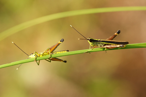 A pair of grasshoppers on a grass stem, with almost upside-down