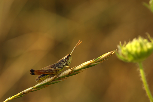 A grasshopper on a grass stem with a flower on one side, and a brown background