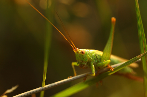 A close up of a green cricket on plants with a dark background