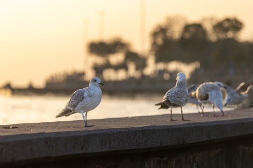 Seagulls are feeding over by the sea at sunset.