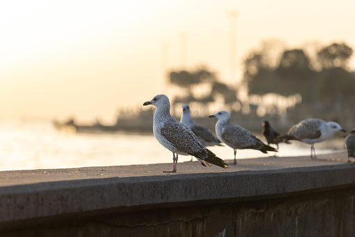 Seagulls are feeding over by the sea at sunset.