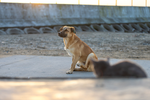 Stray kitten is looking at stray dog.