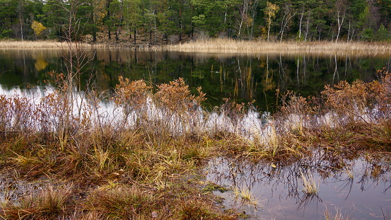 Soft evening light and a forest is reflected in a pond in autumn