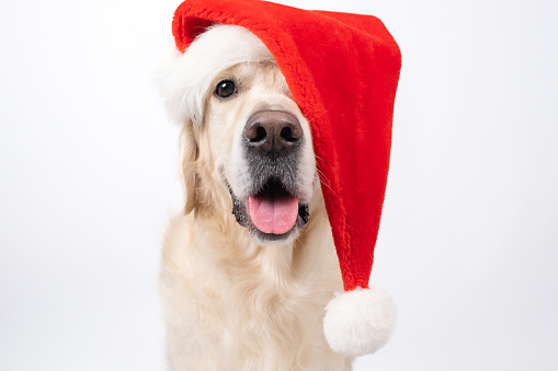 Cute Christmas dog with red Santa hat sitting on white background. Christmas or New Year card with golden retriever.
