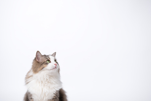 Studio portrait of a tabby cat with green eyes and white breast isolated on grey background. Cute domestic cat is looking away.