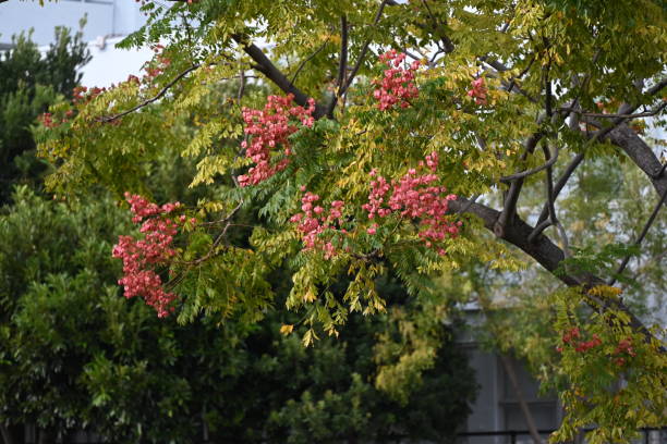 istock Flamegold rain tree ( Koelreuteria henryi ) fruits and seeds. Sapindaceae deciduous tropical tree. 1782449660