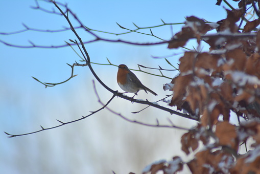 Robin red breast perched in a frosty tree in the warm morning light