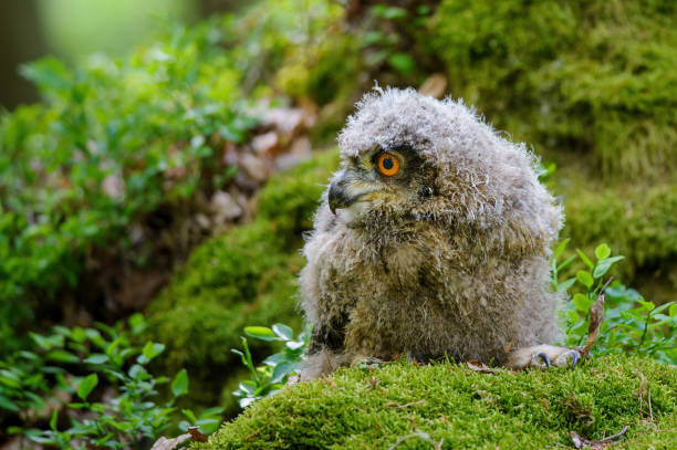 Young eurasian eagle-owl on the moss looking to the left side. Fluffy animal. Bubo bubo