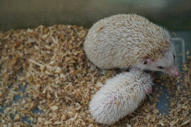 istock Hedgehog Mother and Child 1782487698